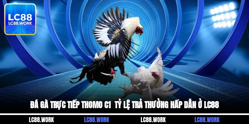 Đá Gà Trực Tiếp Thomo C1 - Tỷ Lệ Trả Thưởng Hấp Dẫn Ở LC88